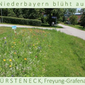 Niederbayern-blüht-auf-2015-1_Seite_09.jpg