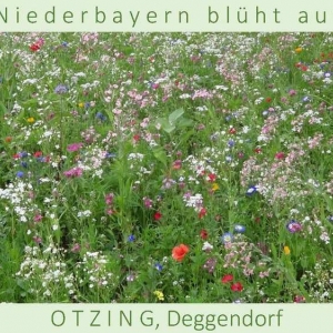 Niederbayern-blüht-auf-2015-1_Seite_29.jpg