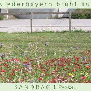 Niederbayern-blüht-auf-2015-1_Seite_36.jpg