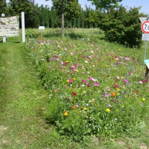 niederumelsdorf2.jpg